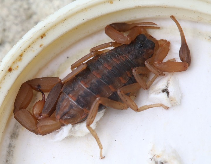 Striped Bark Scorpion